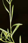 Common pepperweed